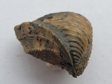 Trigonia interlaevigata -