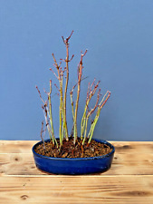Bonsai Acer Palmatum Japanischer Ahorn Fächerahorn Nr. 5070 Wald Japan