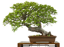 SAMEN ACHTUNG Bonsai Züchter der tolle ULME eine phantastische Bonsai Art !