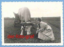 Foto, alte Landwirtschaft, Zugochse mit Leiterwagen, um 1938 !!!