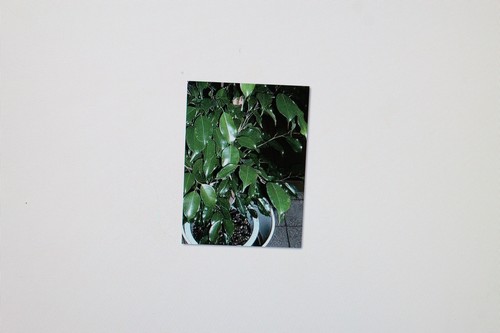 2x20 samen ficus - 2x20,