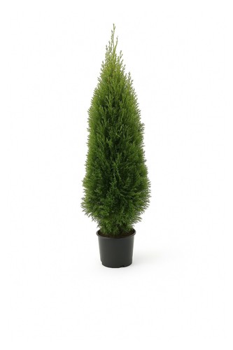 10st thuja smaragd 100 - 10st.,