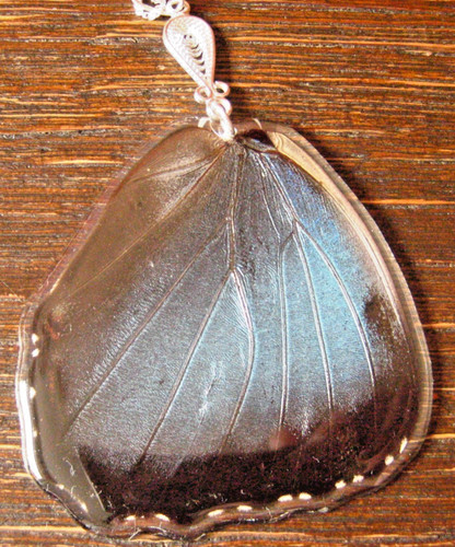 Schmetterlingsflügel