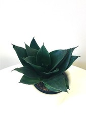Sansevieria trifasciata "Black Dragon" Bogenhanf Zimmerpflanze Energiepflanze