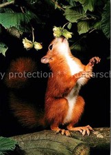 Eichhoernchen Ecureuil Red Squirrel Sciurus Vulgaris