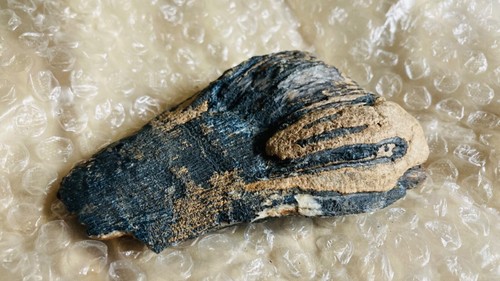 Fundstück dinosaurierzahn - fundstück!,