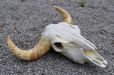 TEXAS STIERSCHÄDEL, INDIANER