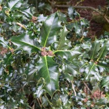 Meserva Stechpalme Blue Prince