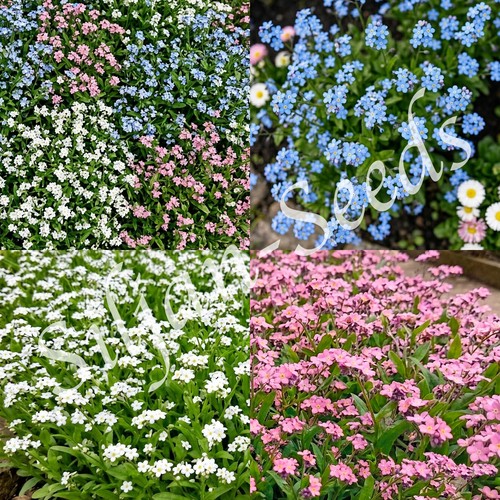 Vergissmeinnicht myosotis - vergissmeinnicht,