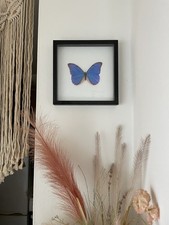 Echter blauer Schmetterling im Rahmen, gerahmter Morpho Menelaus, Entomologie