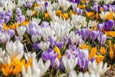 20 Krokuszwiebeln – Bunte