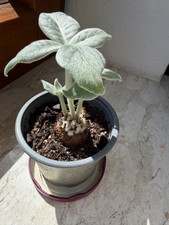 Sinningia leucotricha kaudex - leucotricha,
