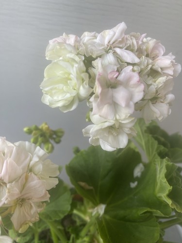 Pelargonium pelargonie - pelargonium,