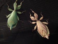 Phyllium philippinicum - 25 Eier