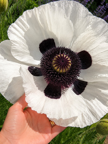 457m giant poppy - 457m,