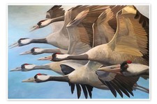 Poster Kraniche auf ihrem Weg