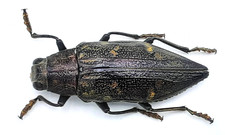 Buprestidae, Chrysodema