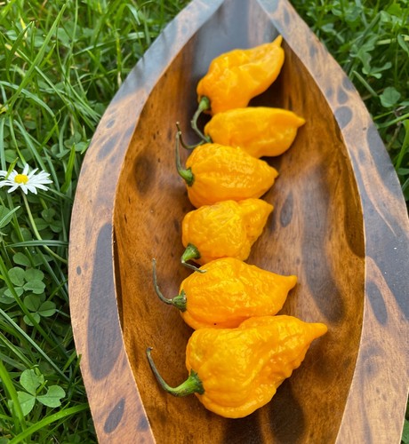 Big yellow mama chili - big, samen