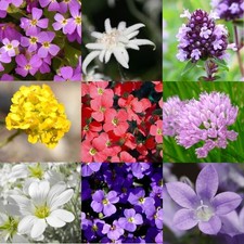 Steingarten-Blumenmischung Blaukissen Edelweiß Steinkraut 1 g ca 1000 Samen