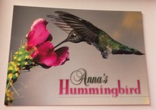Kolibri Vogel Hummingbird