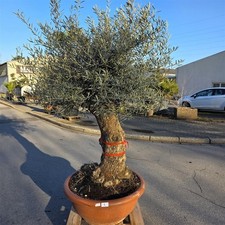 Olivenbaum "Olea Europaea"