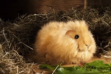 KÖSEN Meerschweinchen