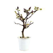 Glyzinien-Bonsai-Baum -