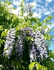 Blauregen 10Samen Wisteria Glyzinie Kletterpflanze