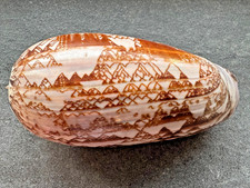 Oliva porphyria – 108 mm –