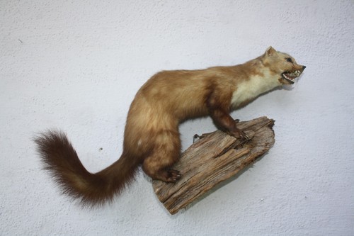 Tierpräparat marder jagd - tierpräparat, marder,