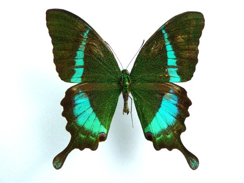 Papilio crino männchen - papilio,