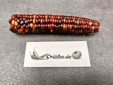 Hopi braun Zuckermais alte Sorte braun-goldene Körner Mais Ziermais Heirloom