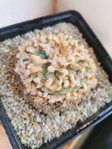 Ariocarpus willamii sehr alt - ariocarpus,