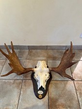 Elchgeweih, kapitale Trophäe