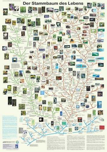 Bio poster stammbaum des - bio-poster,