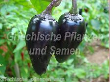 ? Black Hungarian süss 10 Samen Chili schwarz * aus Ungarn * für Kübel Balkon
