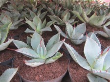 Agave parryi var - parryi,