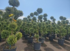 Cupressocyparis leylandii pom - cupressocyparis,