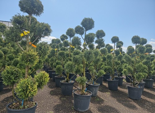 Cupressocyparis leylandii pom - leylandii,