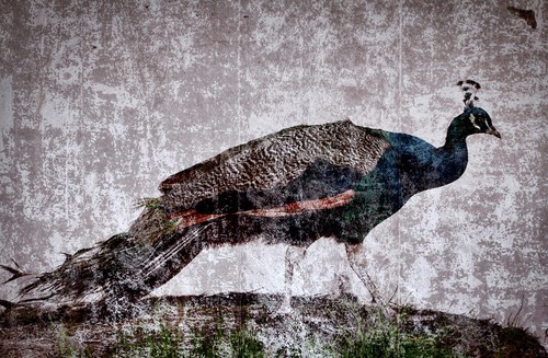 Mystischer pfau englisches - mystischer,