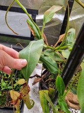 Nepenthes platychila x boschiana, etablierter Steckling mit Kanne