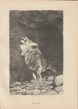 Löwe Löwen schöne