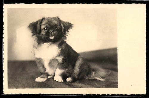 Foto pekinese auf - foto-ak, einer