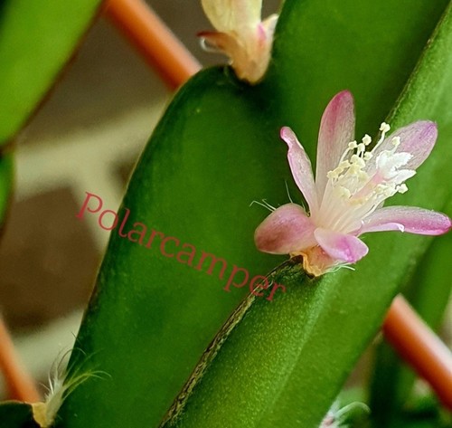 Blattkaktus,Rhipsalis
