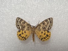 Arichanna melanaria VERY RARE Entomologie Schmetterling Präparat m FO Taxidermy