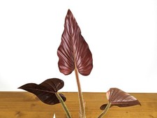 Philodendron Squamicaule Pink