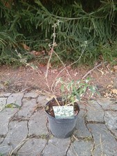 Zwerg-Sommerflieder Snow White - weiß -  Kompakter Wuchs - Co. 3 L