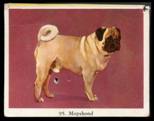 Pug mops hund carlin - hund, toy