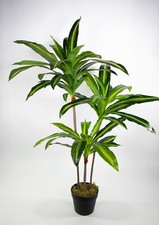 Dracena / Drachenbaum 100cm ZJ