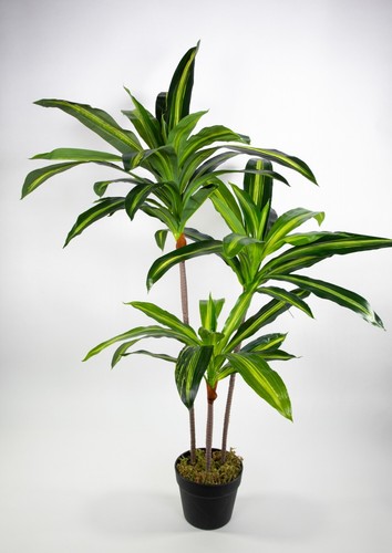 Dracena drachenbaum 100cm zj - dracena,